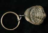 Real Phacops Trilobite Keychain #17395-1